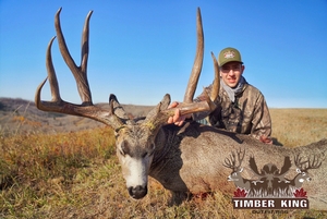 Mature Alberta mule deer.